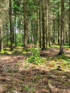 Naturschutzgebiet Weiherwiesen