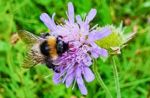 Naturschutzgebiet Weiherwiesen