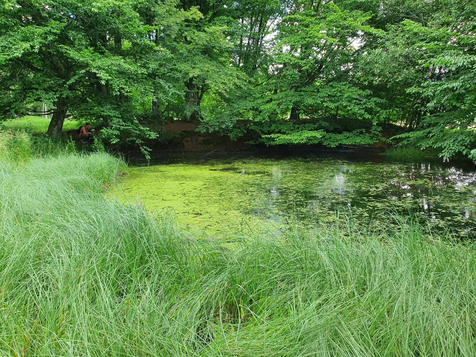 Naturschutzgebiet Weiherwiesen Hülbe