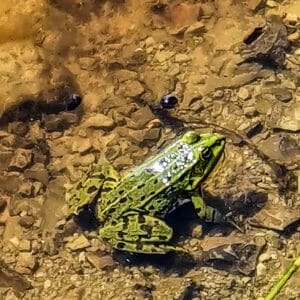Naturschutzgebiet Weiherwiesen Unterer Weiher