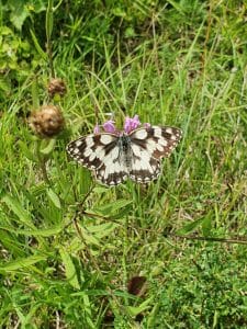Blütenmeer am Orchideenpfad zwischen Christental und Kaltem Feld