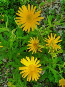 Blütenmeer am Orchideenpfad zwischen Christental und Kaltem Feld