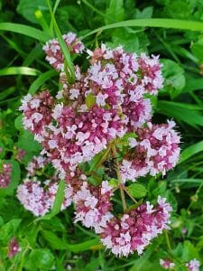 Blütenmeer am Orchideenpfad zwischen Christental und Kaltem Feld
