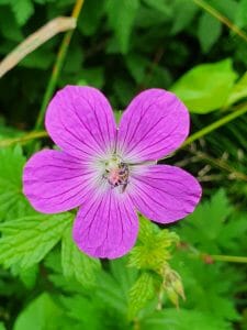 Blütenmeer am Orchideenpfad zwischen Christental und Kaltem Feld