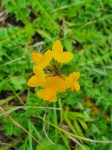 Blütenmeer am Orchideenpfad zwischen Christental und Kaltem Feld