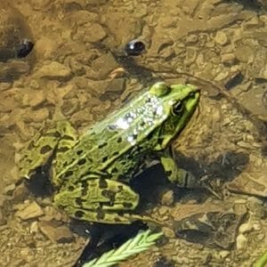 Frosch