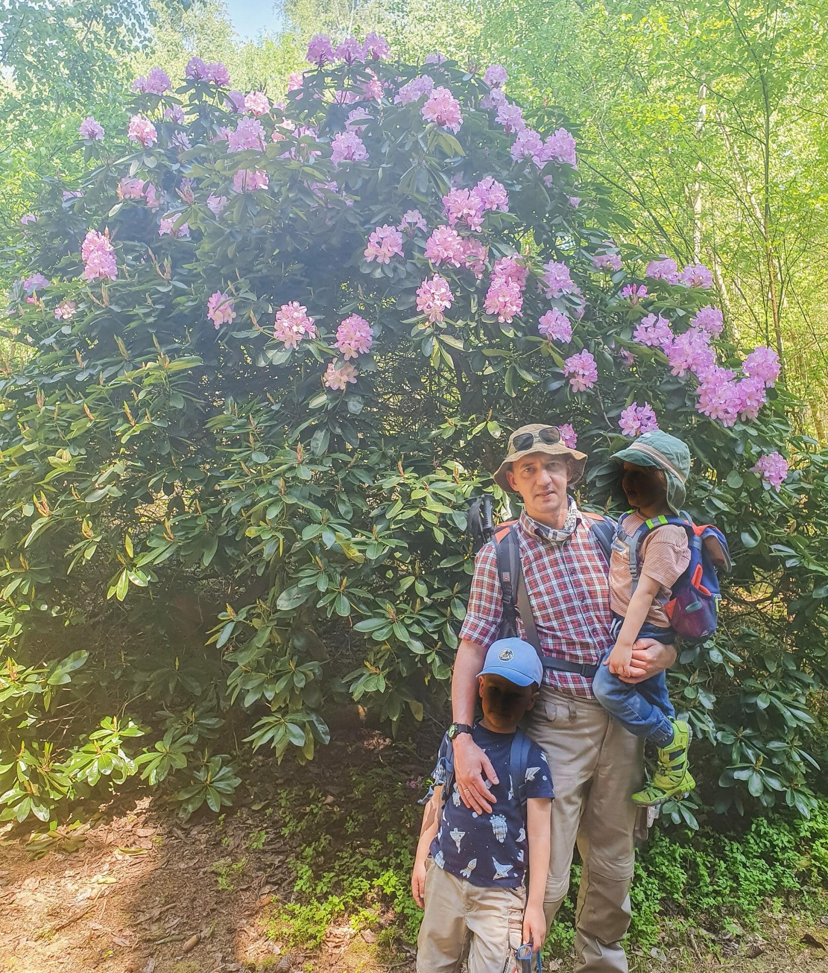 Rhododendren-Wald Wört