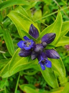 Kaltes Feld Orchideenpfad