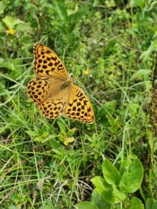 Kaltes Feld Orchideenpfad