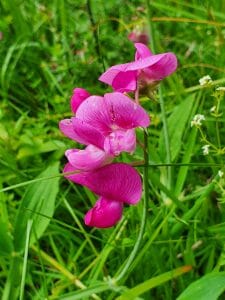 Kaltes Feld Orchideenpfad