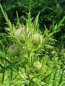 Kaltes Feld Orchideenpfad