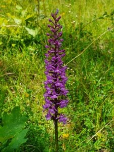 Kaltes Feld Orchideenpfad