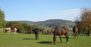 Gestüt Birkhof