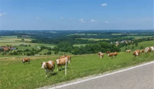 Aasrücken