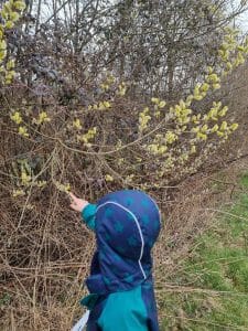 Sal-Weide, Palmkätzchen, Palmsonntag