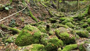 Quelle Weißer Kocher