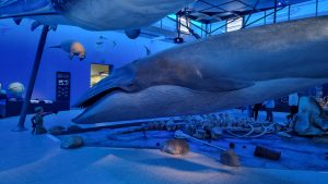 Naturkundemuseum Stuttgart Schloss Rosenstein